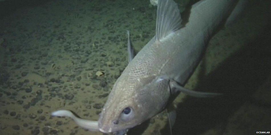Fish sets new depth record - found 5 miles underwater bbc.in/1zFEFOJ