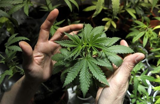 lemondelive's tweet photo. Légaliser le cannabis en France rapporterait 2 milliards d'euros à l'Etat http://t.co/bx2FbnMvRv http://t.co/3ii2ZFHCAp