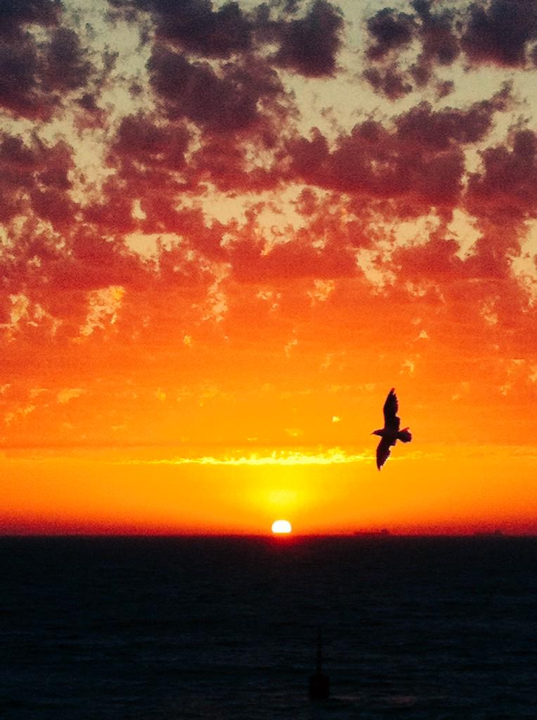 demolitionbass's tweet photo. The Beautiful Orange Sunset in Cottesloe Beach (Perth, WA) 

http://t.co/sSxK3pNiS6

@tweetperth @cityofsunsets @CottesloeBeach @Kai_Nizam