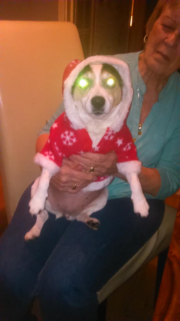 Demon dog at Xmas beware