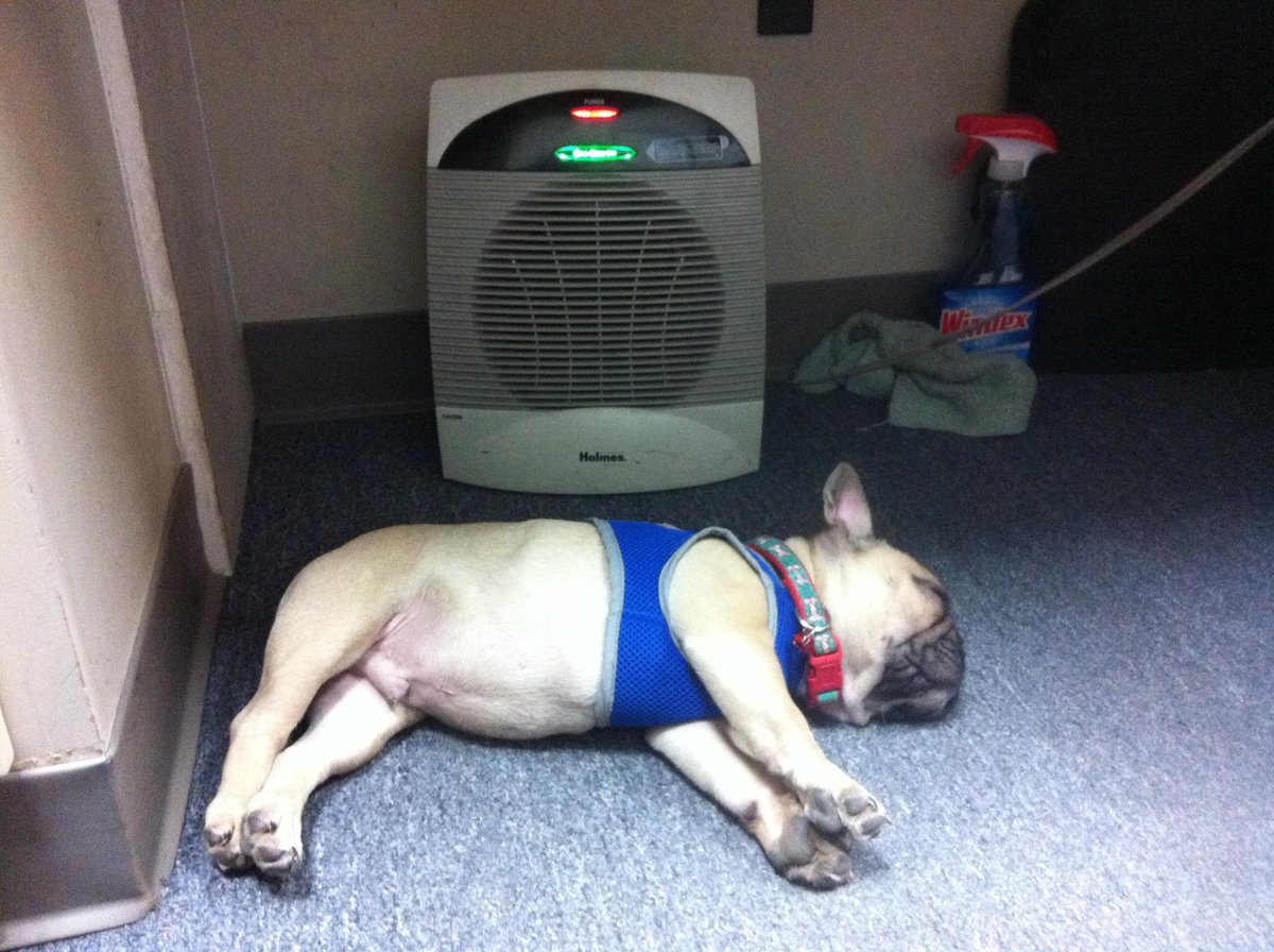 TriangleAutoB's tweet image. "It's too cold outside...I am staying in the office where I have a heater and carpeting." 

-#ShopDog