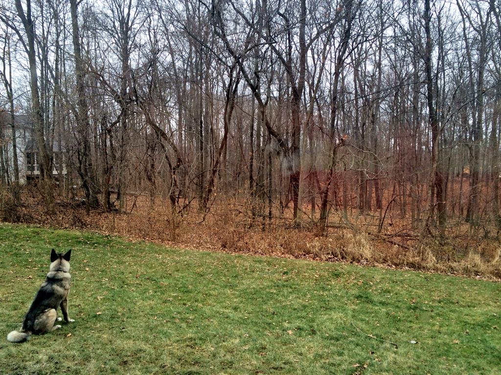 Raffy making sure nothing suspect comes out of the woods & attacks our house. #standingguard