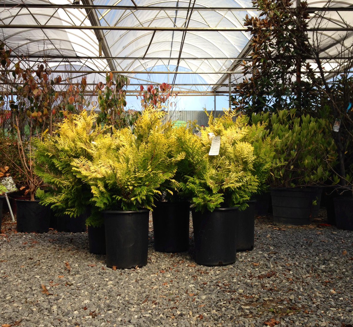 UrbanEarthMem's tweet photo. Today’s Featured Friday Foliage: Cripps Golden Cypress. This evergreen prefers partial shade, winter-hardy #Choose901 http://t.co/krV0qrfkSA