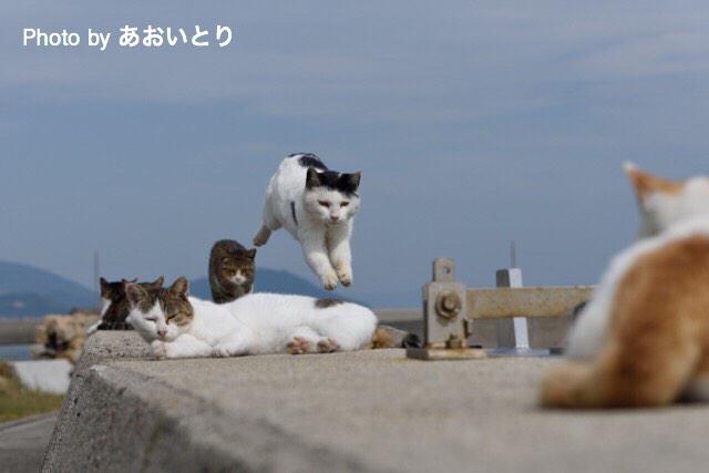 あおいとり この写真が月刊デジキャパ15年1月号フォトコンに入選しました タイトルは 猫学校の大運動会 今年の最後にトリプル入選となり 嬉しい 猫 Http T Co 1yc1oxzcgi