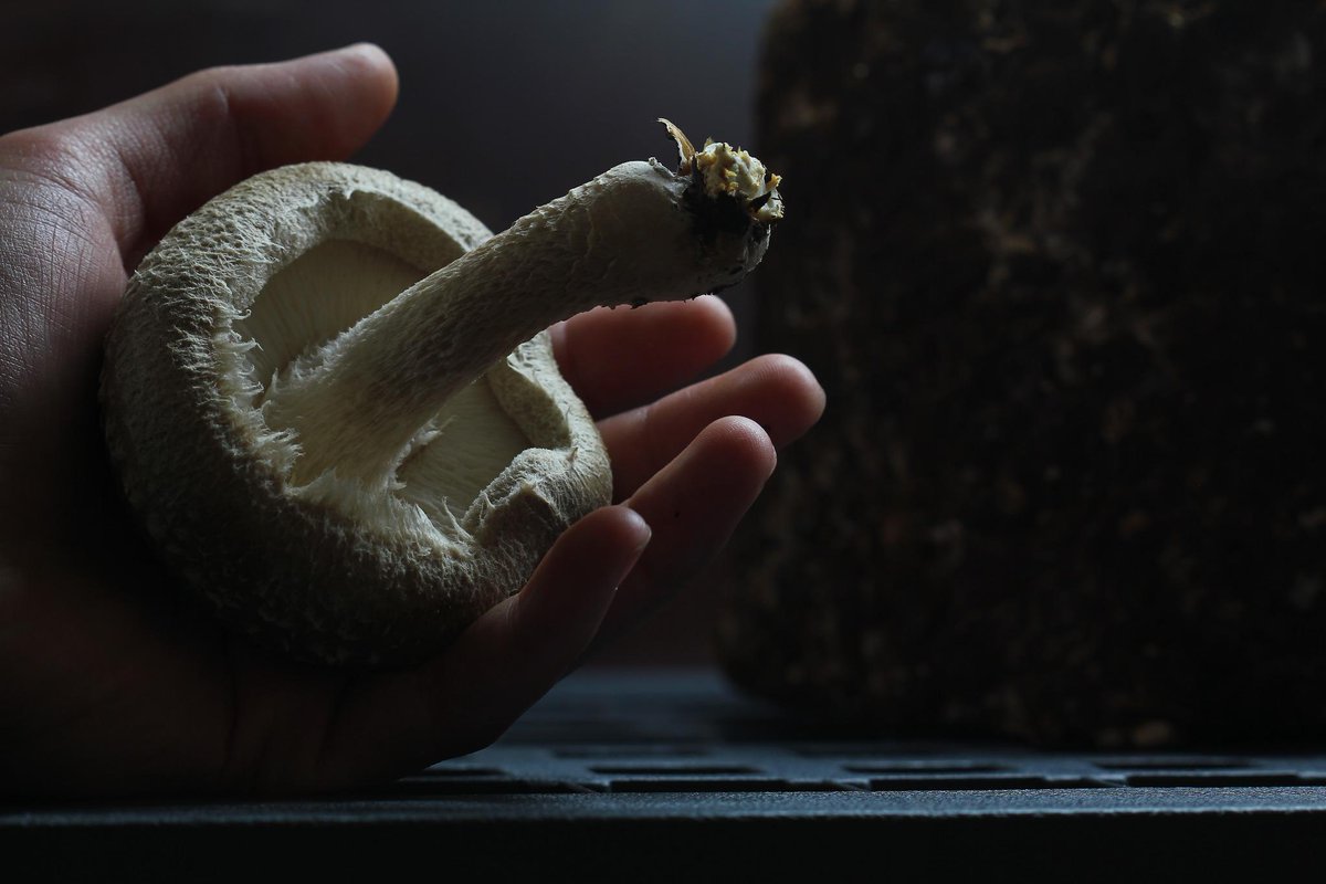Shiitake at their prime stage for harvest!