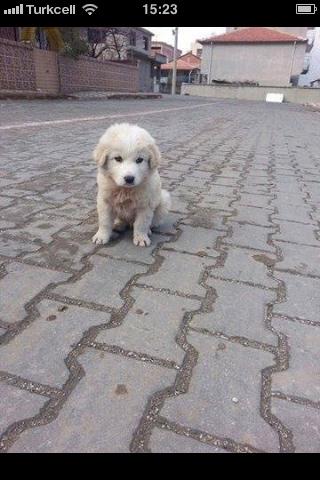 Sokakta açlıktan çamurları yerken bulundu.1.5 aylık,erkek ...iletişim Ulaş Koç 0507 3197169@zllktlr <a href="/sokakcanlari/">sokak canları</a>