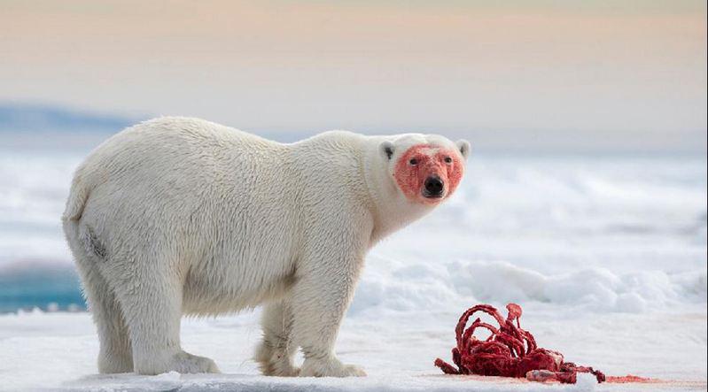 nrcwetenschap's tweet photo. IJsbeer op Spitsbergen, reisfoto vh jaar 2014. Via @hacerfotos  http://t.co/Pzwc8X1y5M http://t.co/HZVhWbvQcB
