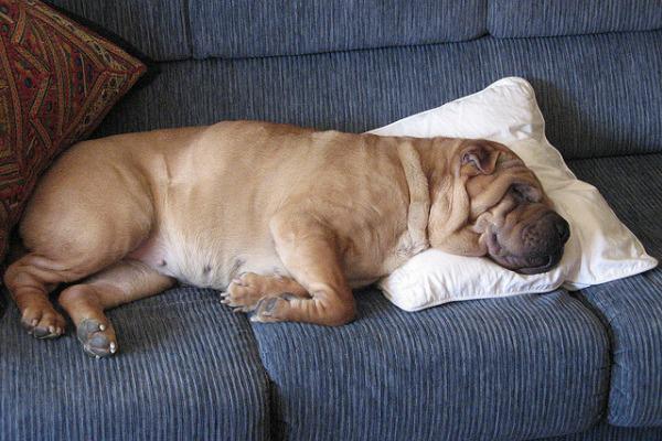 Mascotadictos's tweet photo. ¿Sabías que los animales también sueñan? http://t.co/W4mD9d0a9X http://t.co/A88It9HjVR