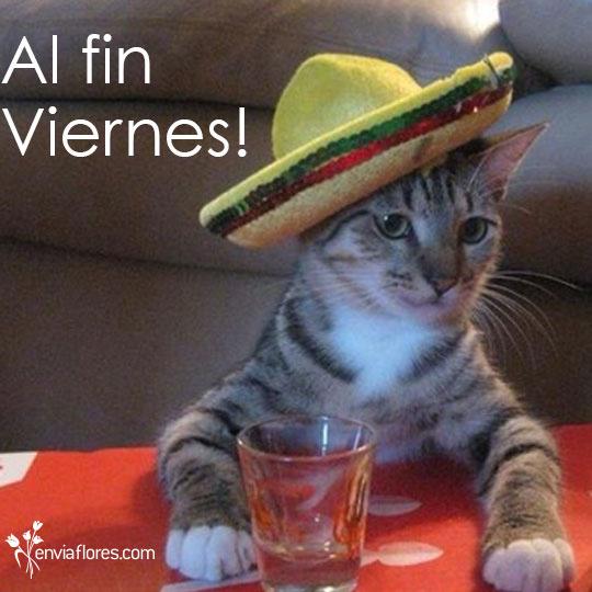 InnserSM's tweet photo. ¡Llegó el #Viernes! 
Nuestro gato ya se tomó la oficina por su cuenta. =) http://t.co/K6O2lsLSHZ