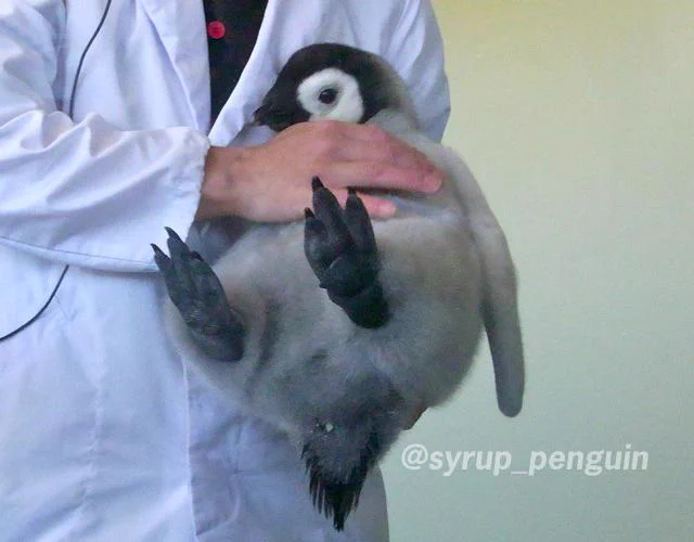 心が疲れてる方に見てほしい・・ささくれ立った心を一瞬で治すペンギン？！