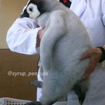 心が疲れてる方に見てほしい・・ささくれ立った心を一瞬で治すペンギン？!