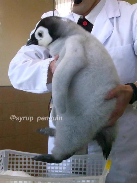 心が疲れてる方に見てほしい・・ささくれ立った心を一瞬で治すペンギン？！