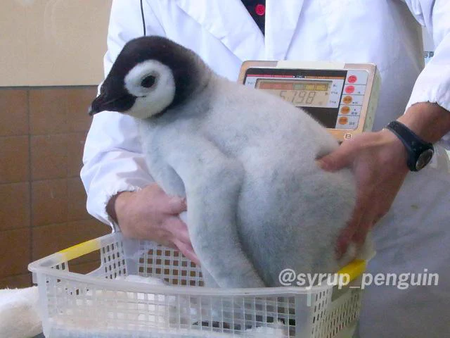 心が疲れてる方に見てほしい・・ささくれ立った心を一瞬で治すペンギン？！