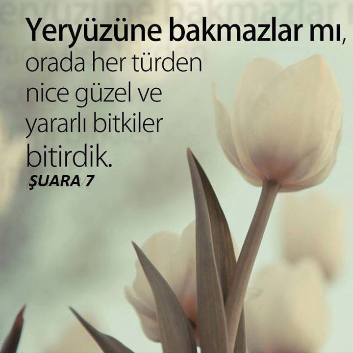 Yeryüzüne bakmazlar mı?;