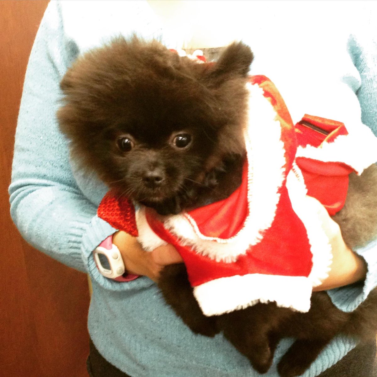 An early "Merry Christmas" from Ciccio! #TGIF #Christmas #dogs #pomeranian