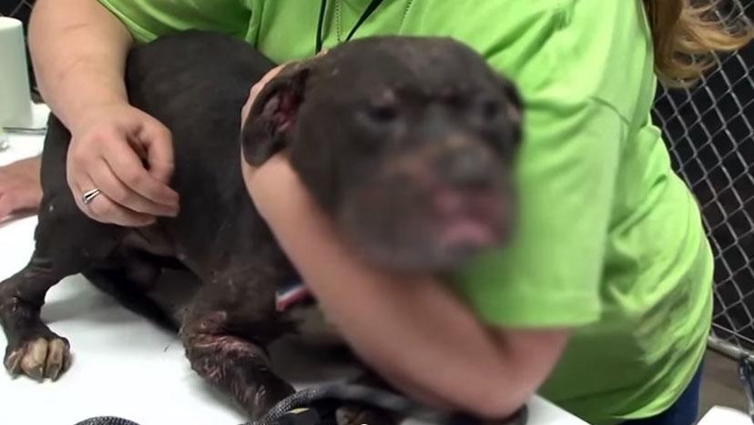 3MillionDogs's tweet photo. The Ugly Truth About Dogfighting: Stallone's Story.  http://t.co/4VETXD8alS http://t.co/SwzJSOQEuo