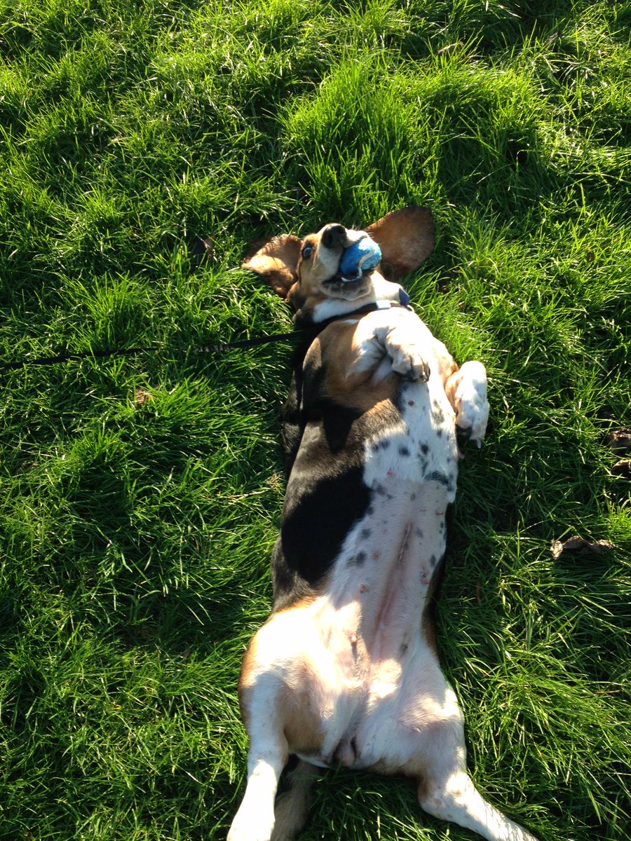 Our ex @BDCH girl Julie multitasking. Who says you can’t have a belly rub and play with your ball at the same time...