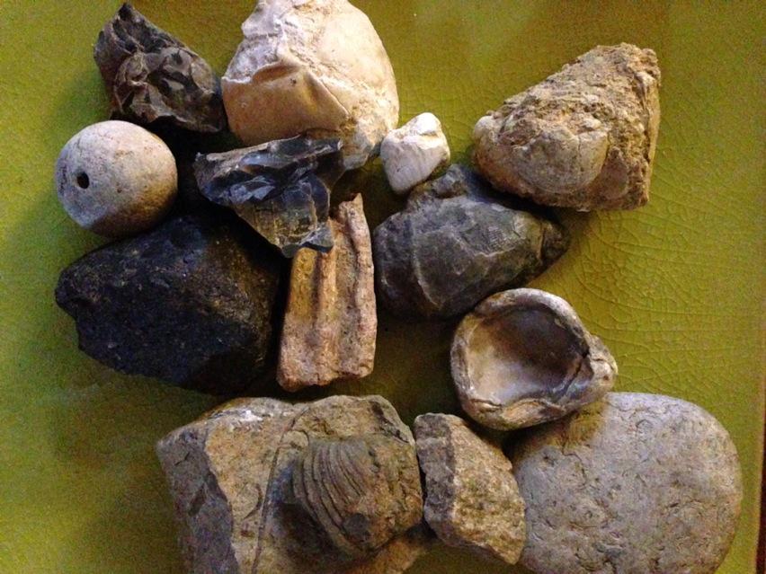 SallyAnn_Spence's tweet image. Fantastic!!! “@Cathysarahmiles: I found these this year around my village in the ploughed fields #lovefossils http://t.co/rrhIc2MW7Y”