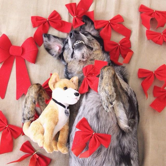 Drowning in #ImARescueToo stories 😭😭😭 Here's one from our pals <a href="/muttadventures/">Emily McCracken</a>:

George, the original pup, came i...