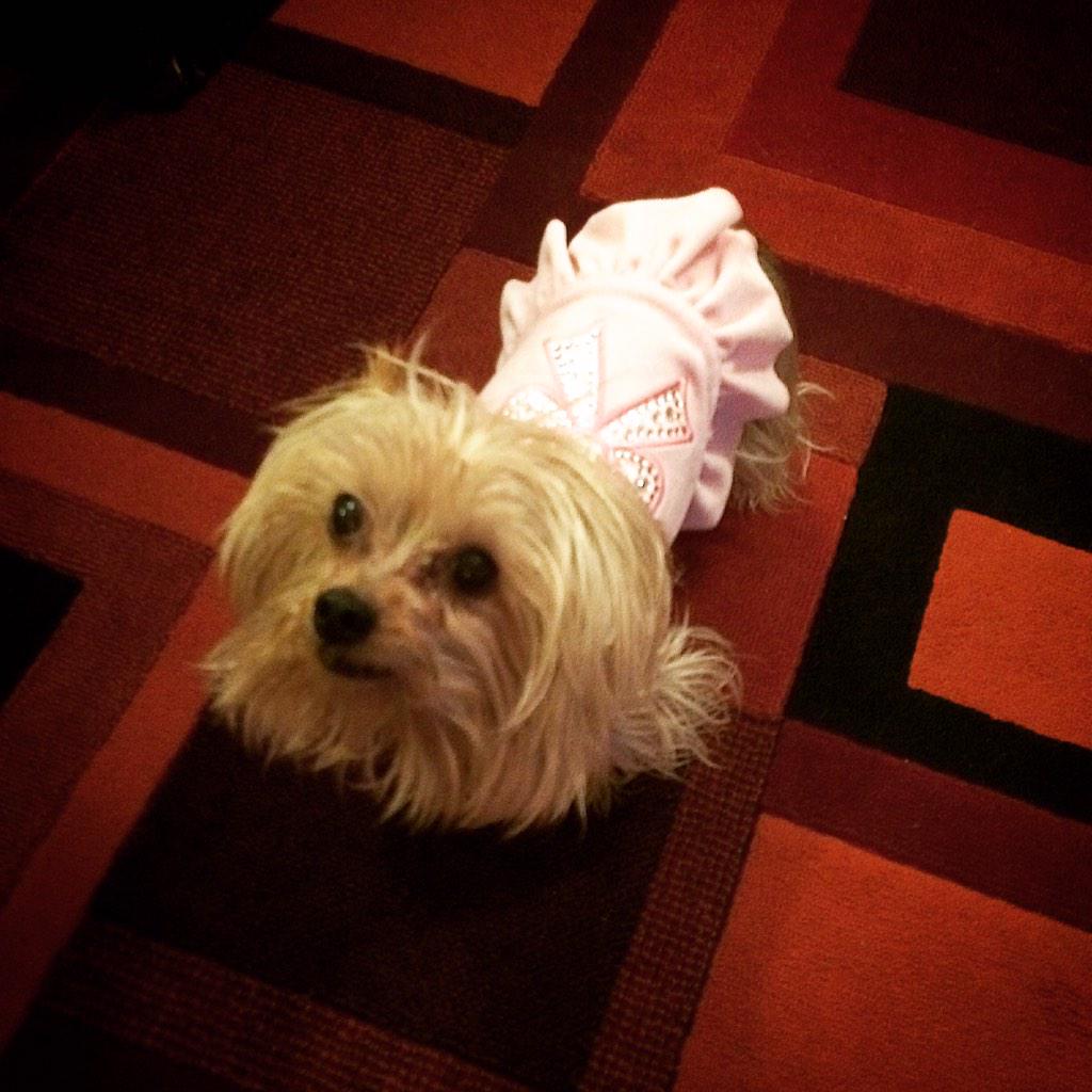BrokenDownChevy's tweet photo. #PurinaShares @Purina http://t.co/Rhp3hjiTk1