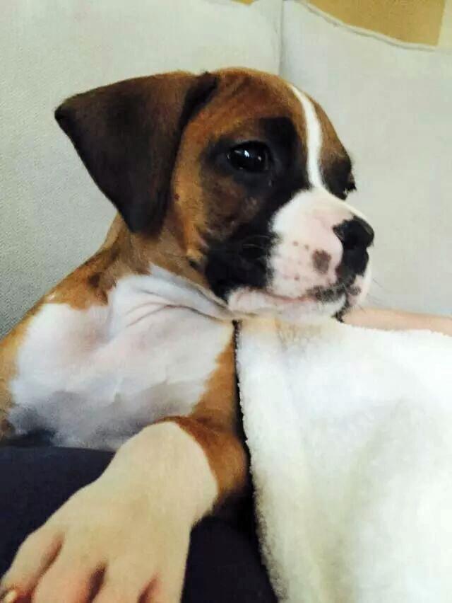 BoxerChronicles's tweet image. Just came from my check up at the vet. Clean bill of health, and gained 8lbs since coming home!