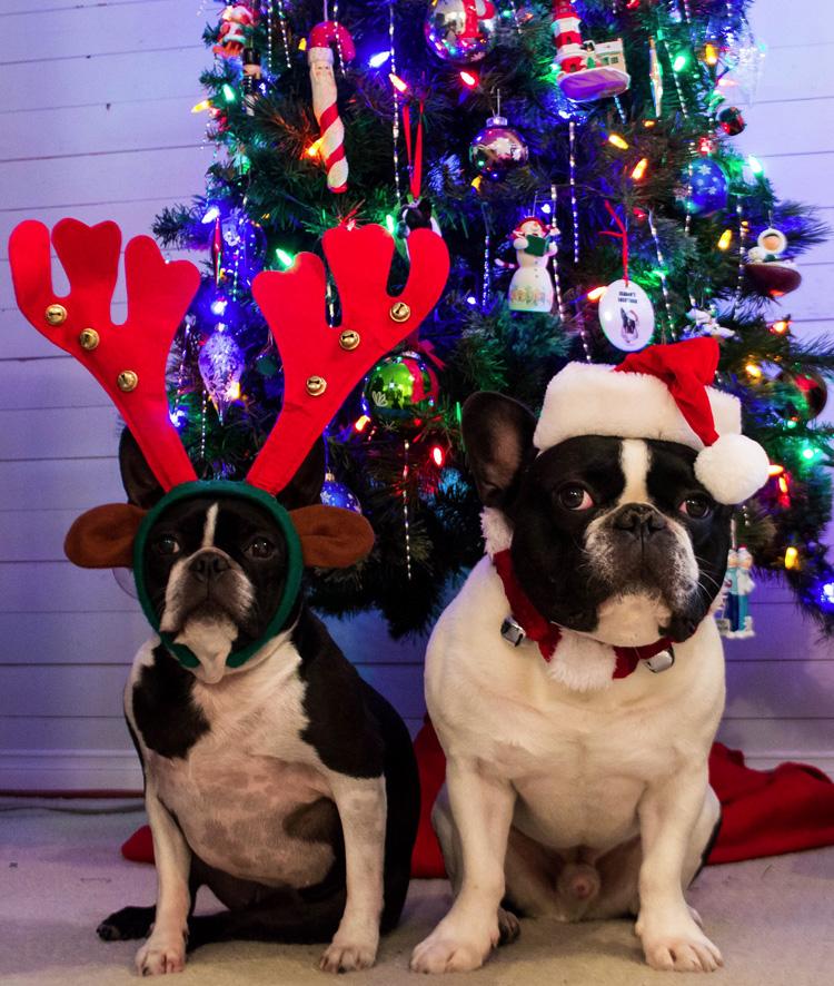 bterrierdogs's tweet photo. Merry Christmas! From Santa (French bulldog) and the Reindeer (Boston Terrier) ► http://t.co/40PX2W88Np http://t.co/EOETfnejY9