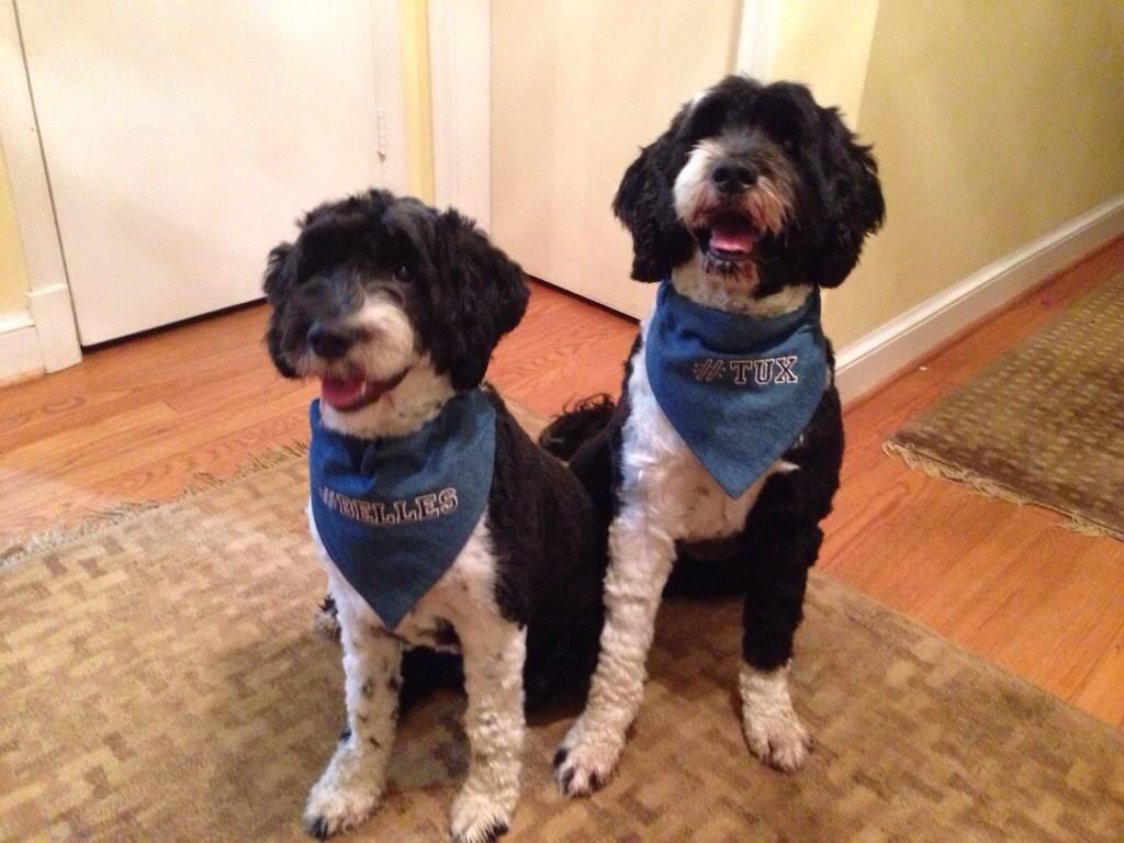 GWPeterK's tweet photo. They might not be @chronicle #academicfirstdogs, but @TUX_Rosen_PWD & @Belles_Rosen are 2nd & 3rd #puppies at #GWU! http://t.co/sgXjWYFfmE