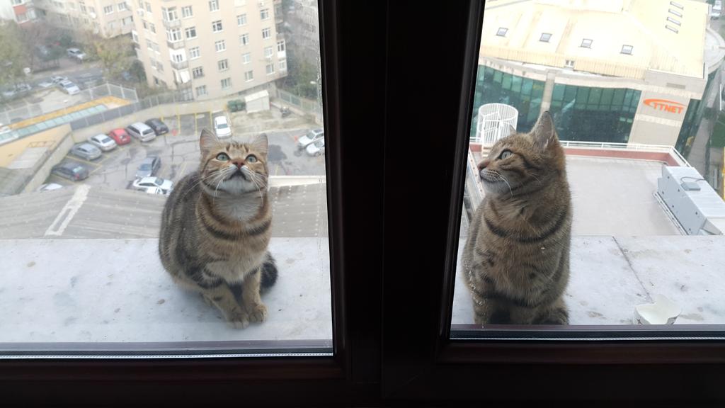 9.kattaki yeni çalışanlar bizim bankanın kedileri besle besle iki tosuncuk oldular