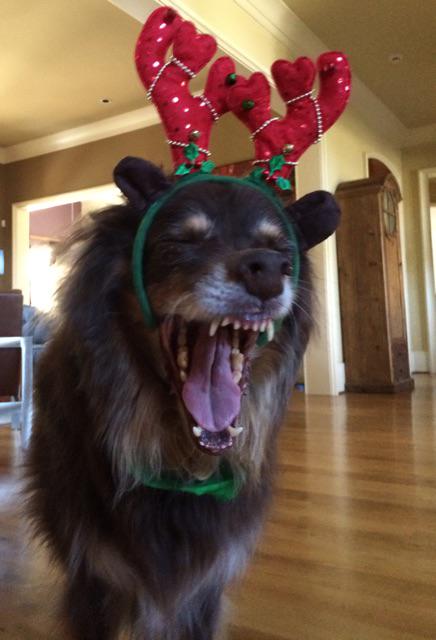 DogHuge's tweet photo. @barkbox Mommy calls me her reindeer but I'm a dog!!! Rawr! http://t.co/bacq3ApF5N
