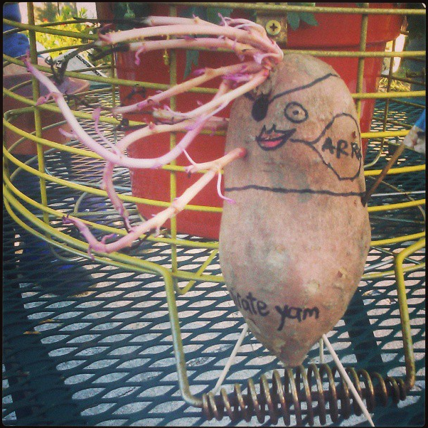 LaterFall's tweet photo. I YAM whatever you say I YAM #artistnotapotato @themainemag @ArtCollectorME http://t.co/AxeNYMj1gI