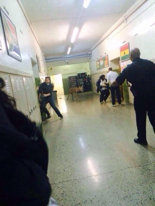 DevGOAT's tweet photo. THIS IS WHY WHITE PEOPLE WEAR CAMO AND CARRY GUNS TO SCHOOL EVERYDAY http://t.co/6kL2pMHXa2