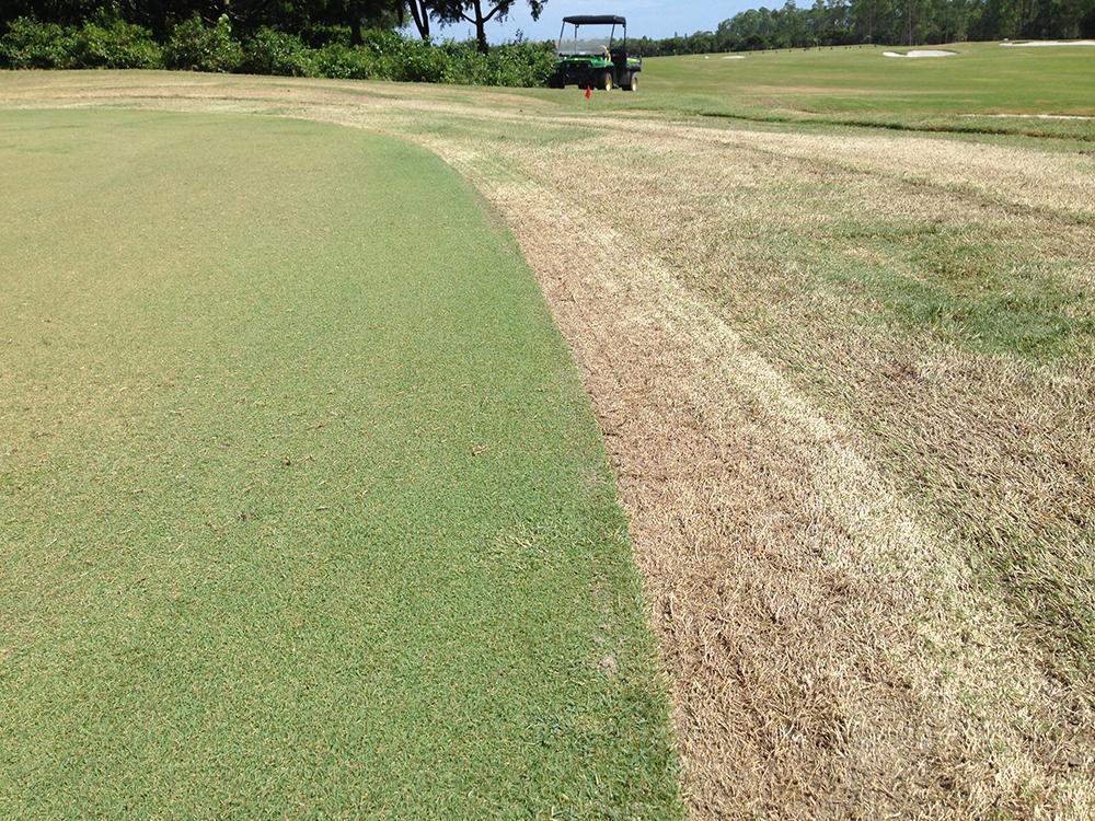GCImagazine's tweet photo. #GCI2014: A European sports turf practice entered the North American golf market. http://t.co/0p7Ci4gDSs http://t.co/ZUDhL6p1lW