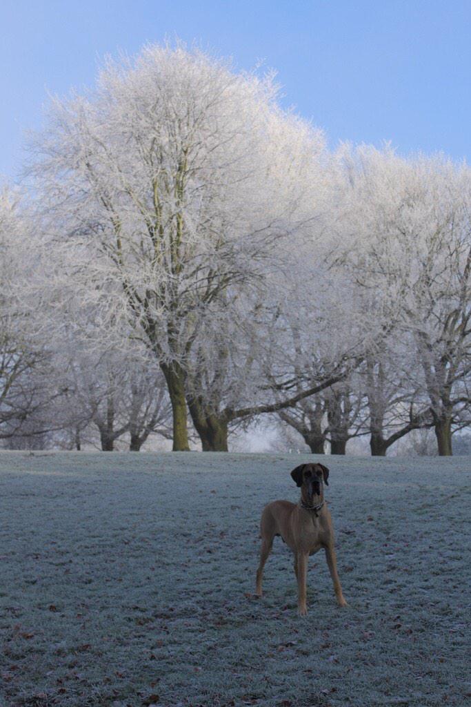 IanBriggs01's tweet photo. Alexandra park a couple of years ago. Frosty and cold. @NOWBath http://t.co/SAiqLUPxWE