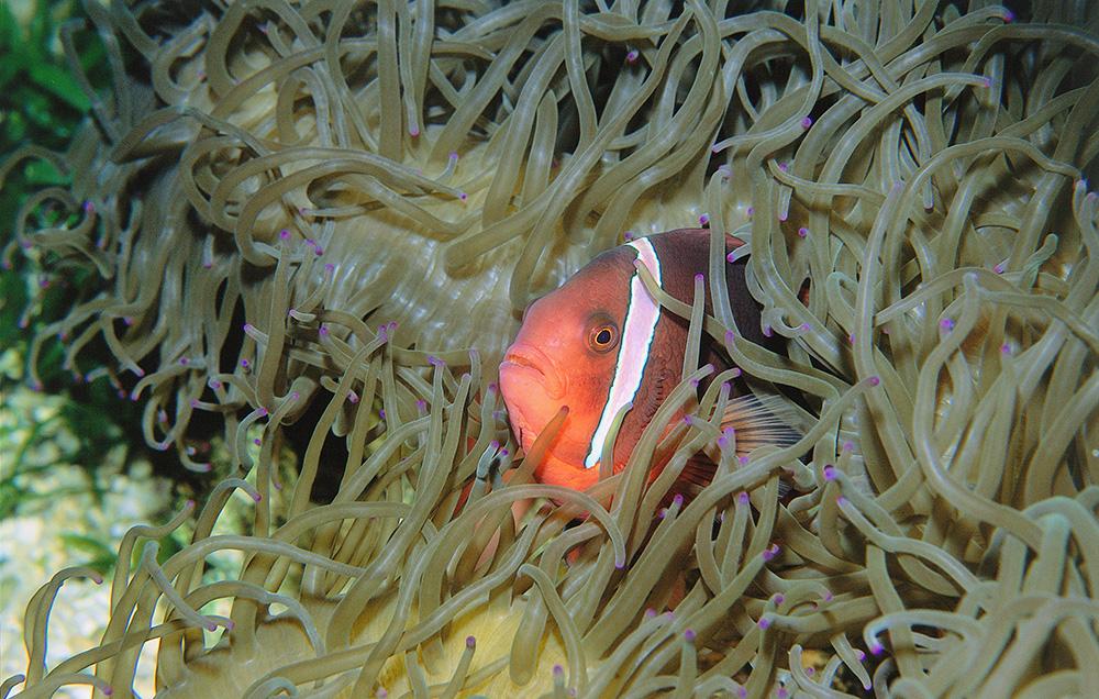 #AnimalOfTheDay: There's nothing funny about this Clownfish!
