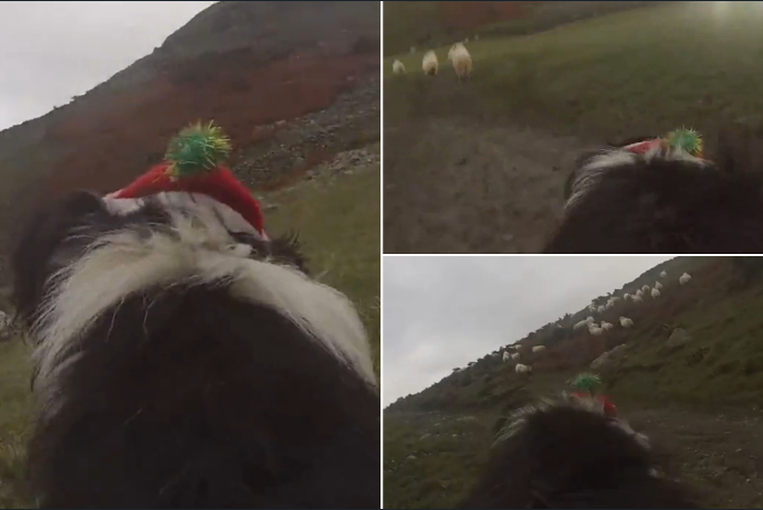topdogwales's tweet photo. β@DailyMirror: Farmer straps GoPro to SHEEPDOG with hilarious results http://t.co/0TsULuhVc5 http://t.co/fuXLPY4lZlβ π#WatchtheFlock