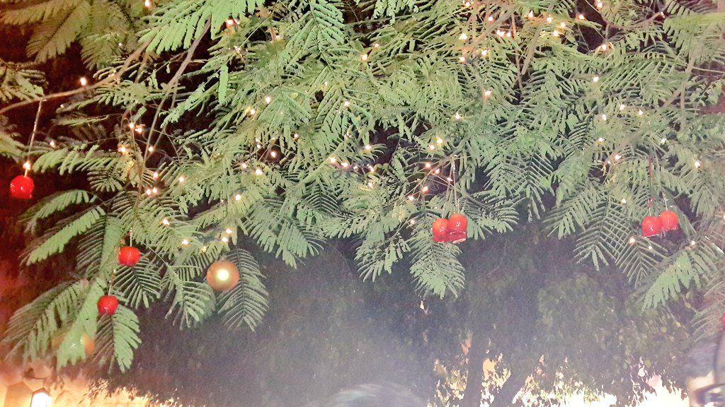 JeeKahale's tweet photo. So awesome &amp; creative idea of having a tree full of #SugarApples at #MovenpickDeadSea #ChristmasinJo @MovenpickJo http://t.co/jxJHEGZiFF
