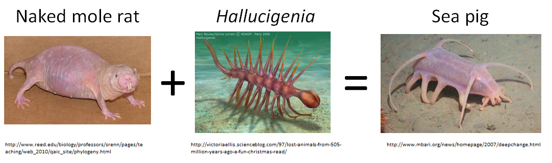 TrevorABranch's tweet image. Naked mole rat + Hallucigenia = sea pig