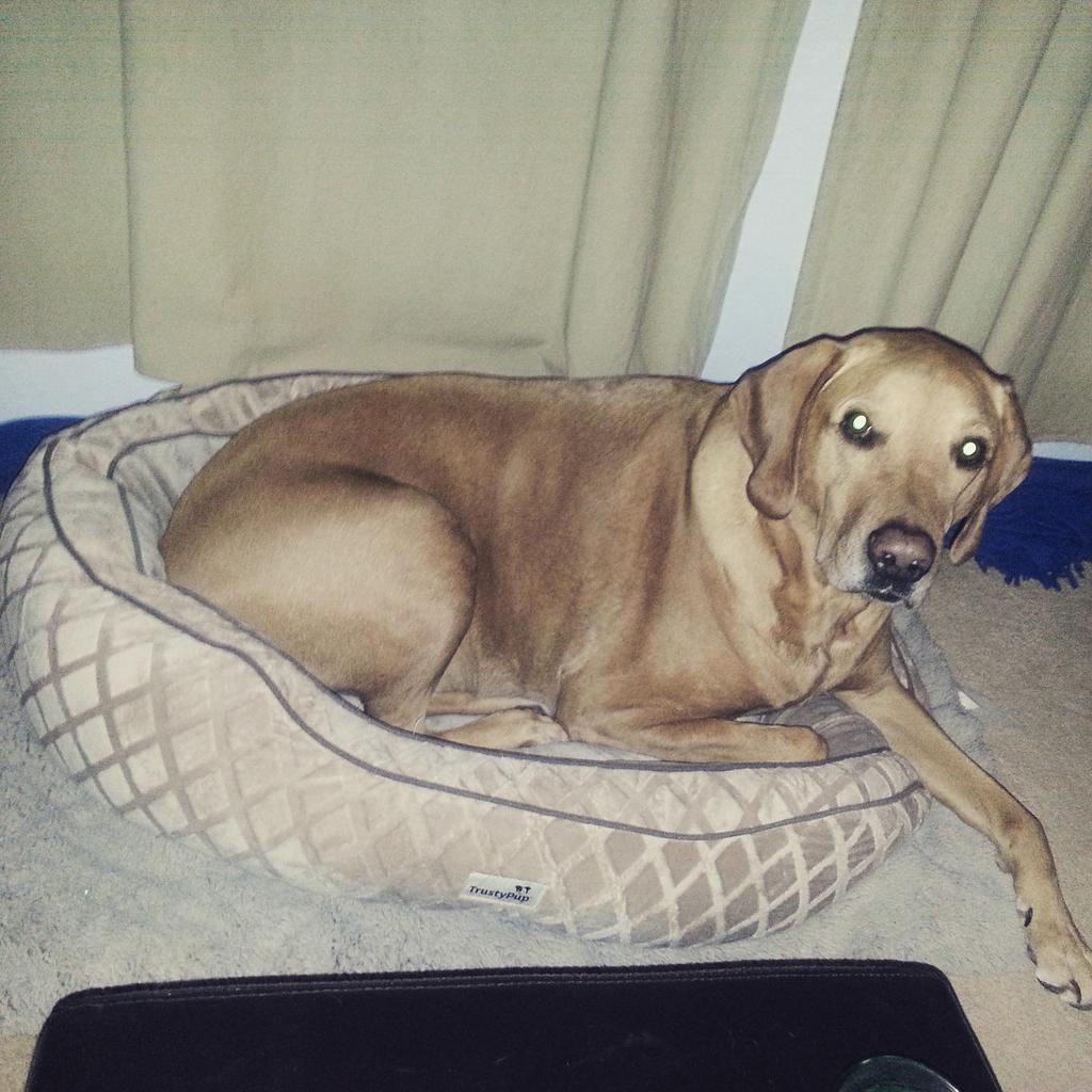 PawsOrganix's tweet photo. I think his new bed may be to small for him. #bigdogproblems #pawsorgainx http://t.co/nYOxsm6y3h
