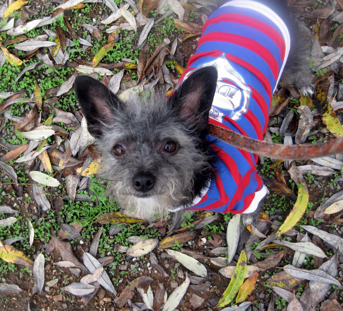 badpiratemonkey's tweet image. dis is da facez i usez when i wantz da pirate to hand over the TREAT booty! #subtlemanipulation #useyourcutefactor