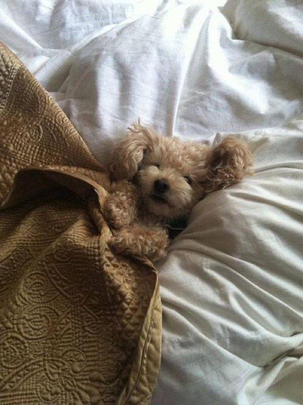 FunnyQuotees's tweet photo. My plans for tonight http://t.co/ac2oRvzuSI