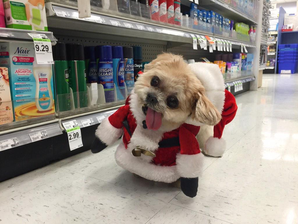 MarnieTheDog tweet picture