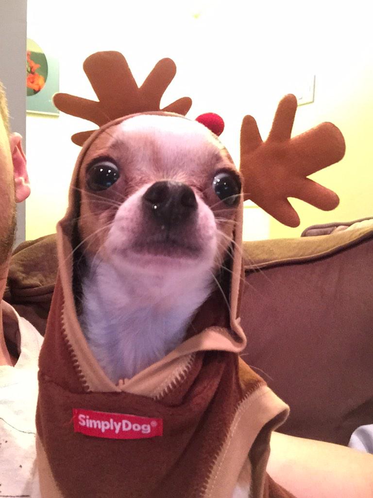 MaxFourPaws tweet picture