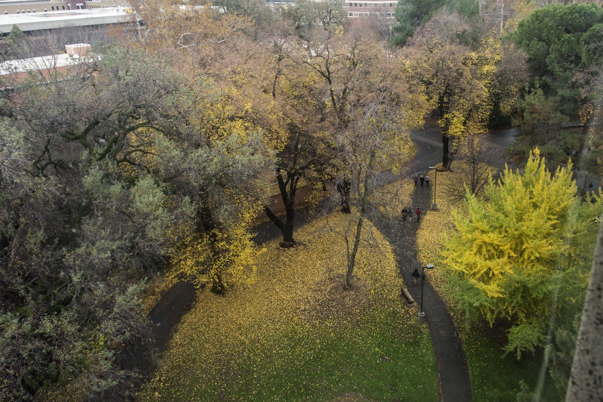 ChicoState's tweet image. Finals are finishing up &amp;amp; the campus is emptying out. Congrats to our fall '14 grads, &amp;amp; have a nice break, Wildcats!