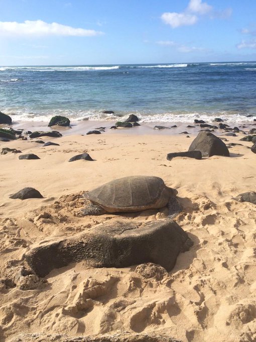 "@DRESINATRA: Sea Turtle🐢 #Honu http://t.co/NvpUi4F4w6" Beautiful scene<a class="tags" target="_blank" title="On Twitter" href="/?out=eyJ0eXAiOiJKV1QiLCJhbGciOiJIUzUxMiJ9.eyJpYXQiOjE3MjQ5MzkxMTIsImlzcyI6InR3cG9ybnN0YXJzLmNvbSIsIm5iZiI6MTcyNDkzOTExMiwiZXhwIjoxNzU2NDc1MTEyLCJyZWRpcmVjdF91cmwiOiJodHRwczovL3R3aXR0ZXIuY29tL0RSRVNJTkFUUkEifQ.uYpgV4MZJed1S760WU7zaniEUprYiHo1dzzRMh3AGIKnnym4PIayE89RyWmvKoeHolBu9kvysLLUpcYs2iI32A">@DRESINATRA</a><a href="/tag/honu"class="tags">#Honu</a>