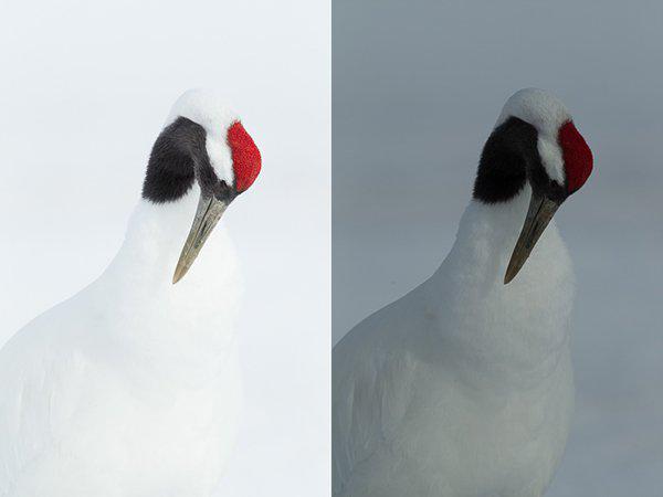 digitalps's tweet image. Why Manual Exposure is Better for Winter Wildlife Photography? - bit.ly/1x2mMuw