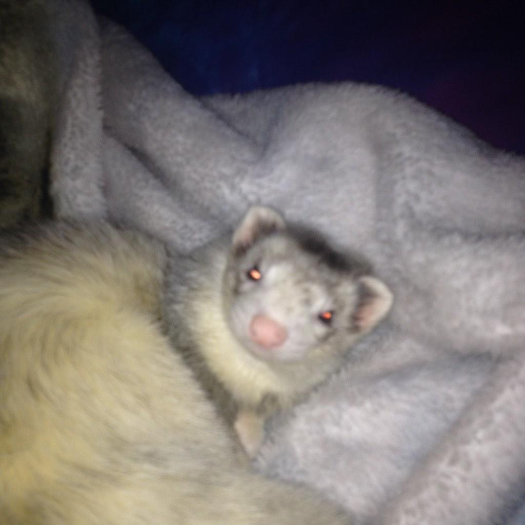 BeaMillerFS's tweet image. I'm cute in RL.