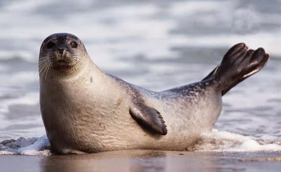 Gambar Singa Laut  Nurhayana Situmorang