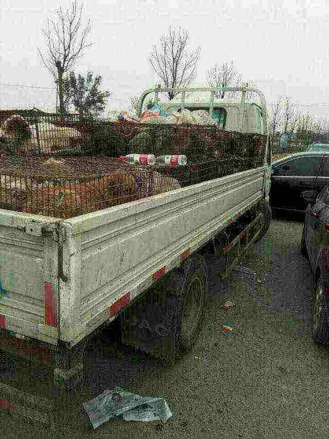 . @TACN_Official haberine göre;
Biraz önce Çin'de 600 köpeğin bulunduğu 2 kamyonet aktivistler tarafından durduruldu.