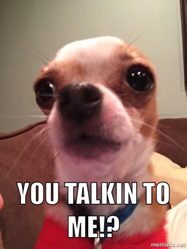 MaxFourPaws tweet picture