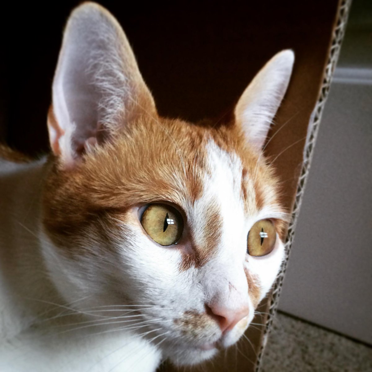 aaronkittycat's tweet photo. I have big eyes and big ears. :)
#PerfectThough http://t.co/wfHRfwMATa